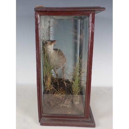 685 - A Victorian taxidermy Case displaying a Corncrake amongst seeding grasses 13in H x 11in W