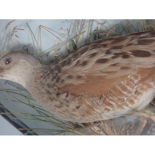 685 - A Victorian taxidermy Case displaying a Corncrake amongst seeding grasses 13in H x 11in W