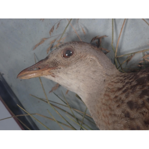 685 - A Victorian taxidermy Case displaying a Corncrake amongst seeding grasses 13in H x 11in W