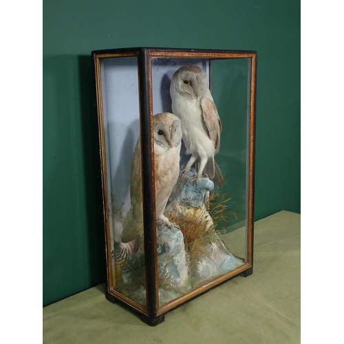 687 - An antique ebonised and glazed taxidermy Case by Hutchings of Aberystwyth displaying two Barn Owls o... 