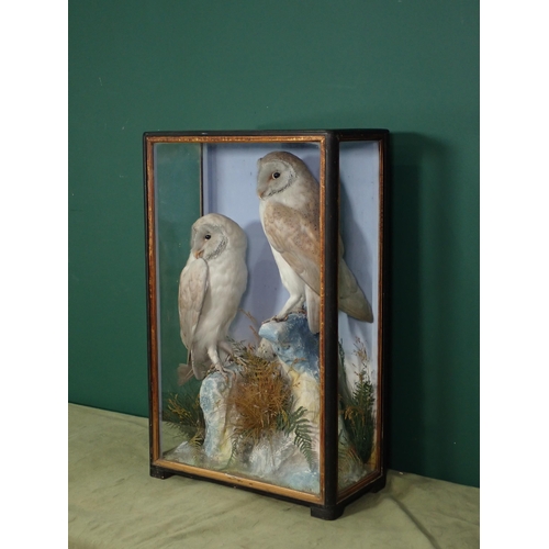 687 - An antique ebonised and glazed taxidermy Case by Hutchings of Aberystwyth displaying two Barn Owls o... 