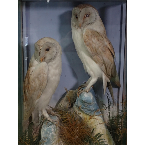 687 - An antique ebonised and glazed taxidermy Case by Hutchings of Aberystwyth displaying two Barn Owls o... 