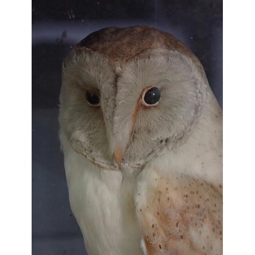 687 - An antique ebonised and glazed taxidermy Case by Hutchings of Aberystwyth displaying two Barn Owls o... 