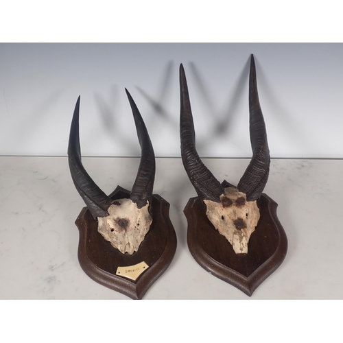 688 - A pair of mounted Bush Buck Sets of Horns on oak shields by Rowland Ward, Piccadilly, both inscribed... 