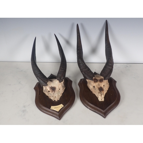 688 - A pair of mounted Bush Buck Sets of Horns on oak shields by Rowland Ward, Piccadilly, both inscribed... 