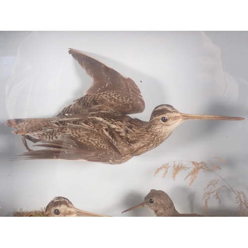 689 - An antique ebonised and glazed taxidermy Case displaying two Common Snipe and a Green Sandpiper on g... 