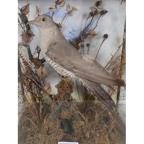 690 - An antique taxidermy Case displaying a Cuckoo on moss covered branch 1ft 3in H x 1ft 2in W