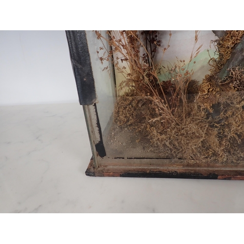 690 - An antique taxidermy Case displaying a Cuckoo on moss covered branch 1ft 3in H x 1ft 2in W