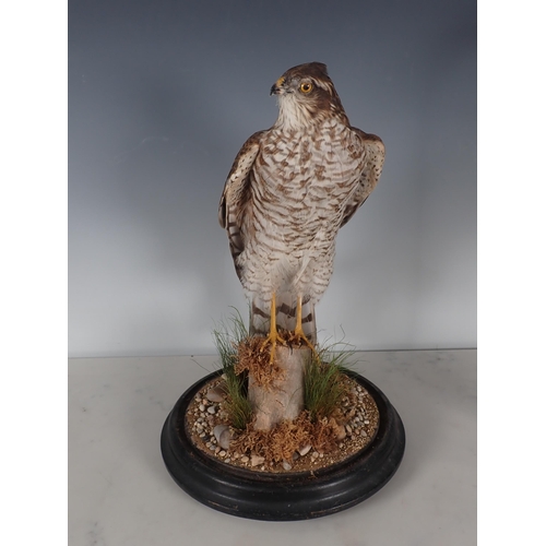 691 - An antique taxidermy Dome displaying a juvenile male Sparrowhawk perched on stump mounted upon circu... 