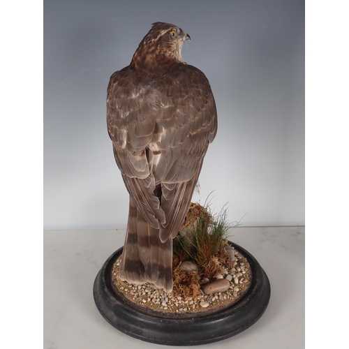 691 - An antique taxidermy Dome displaying a juvenile male Sparrowhawk perched on stump mounted upon circu... 