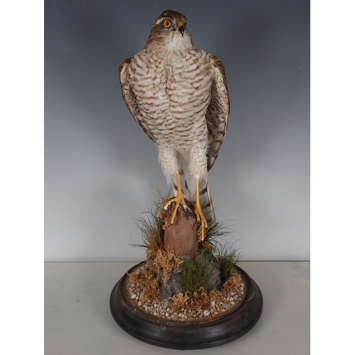 692 - An antique taxidermy Dome displaying a juvenile female Sparrowhawk perched upon lichen covered stump... 