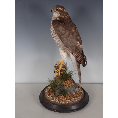 692 - An antique taxidermy Dome displaying a juvenile female Sparrowhawk perched upon lichen covered stump... 