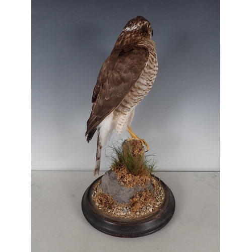 692 - An antique taxidermy Dome displaying a juvenile female Sparrowhawk perched upon lichen covered stump... 