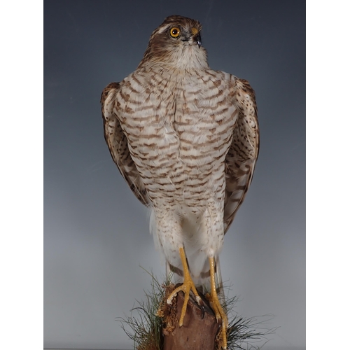 692 - An antique taxidermy Dome displaying a juvenile female Sparrowhawk perched upon lichen covered stump... 