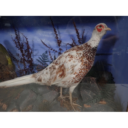 693 - An antique ebonised and glazed taxidermy Case displaying an adult Green Woodpecker and a partially l... 