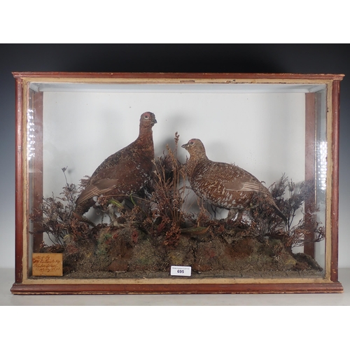 695 - An antique taxidermy Case displaying a pair of Red Grouse amongst heather on peat effect base, beari... 