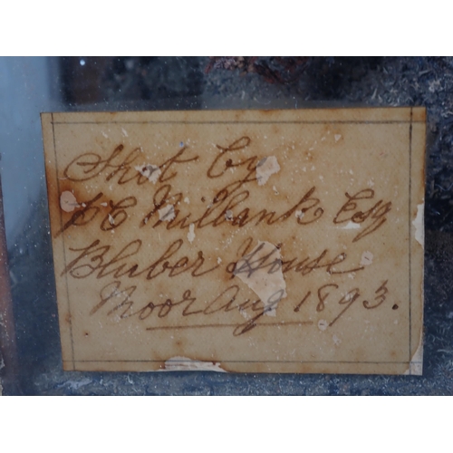 695 - An antique taxidermy Case displaying a pair of Red Grouse amongst heather on peat effect base, beari... 