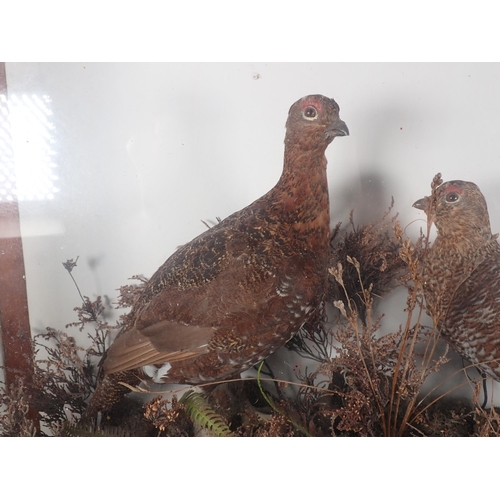 695 - An antique taxidermy Case displaying a pair of Red Grouse amongst heather on peat effect base, beari... 