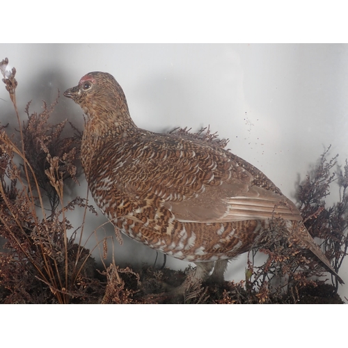 695 - An antique taxidermy Case displaying a pair of Red Grouse amongst heather on peat effect base, beari... 