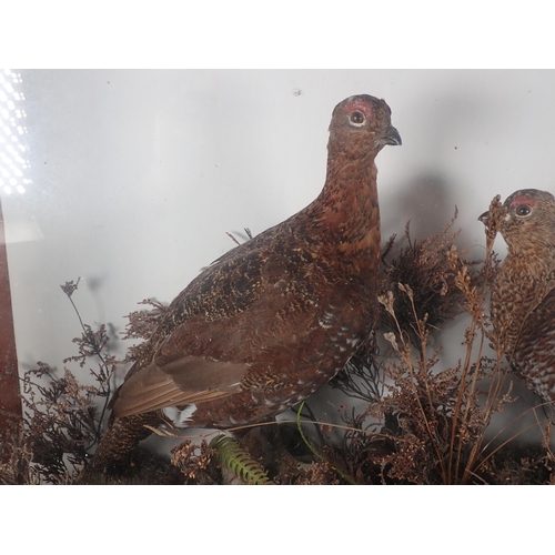 695 - An antique taxidermy Case displaying a pair of Red Grouse amongst heather on peat effect base, beari... 