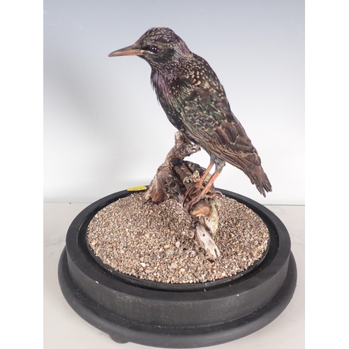 696 - A taxidermy Dome displaying a mounted European Starling on perch and gravel upon ebonised circular b... 