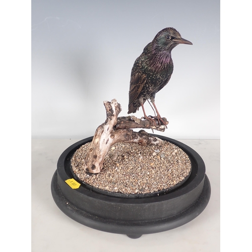 696 - A taxidermy Dome displaying a mounted European Starling on perch and gravel upon ebonised circular b... 