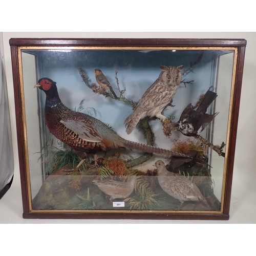 697 - A Victorian oak and glazed taxidermy Case displaying a Long-eared Owl, Corncrake, Grey Partridge, pa... 