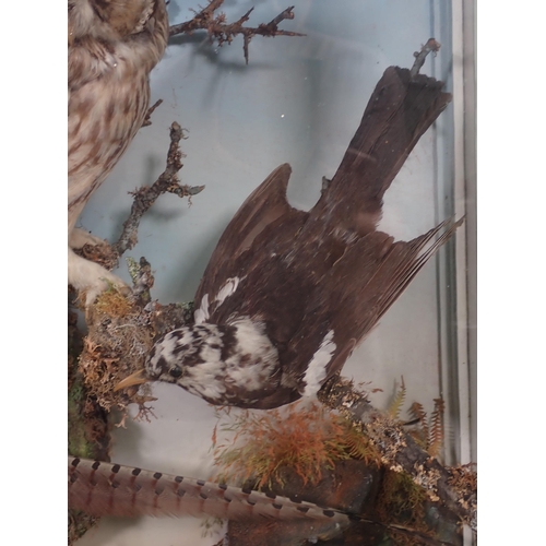 697 - A Victorian oak and glazed taxidermy Case displaying a Long-eared Owl, Corncrake, Grey Partridge, pa... 