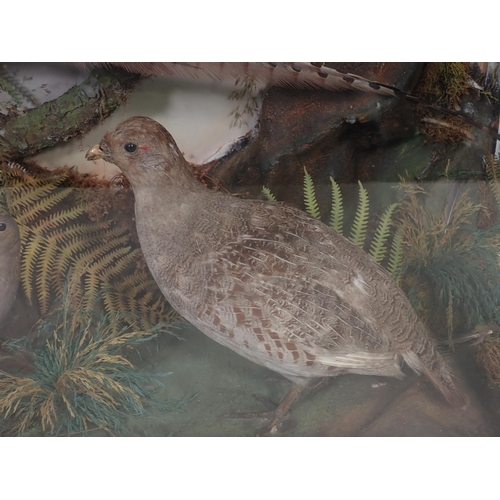 697 - A Victorian oak and glazed taxidermy Case displaying a Long-eared Owl, Corncrake, Grey Partridge, pa... 