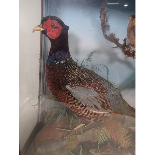 697 - A Victorian oak and glazed taxidermy Case displaying a Long-eared Owl, Corncrake, Grey Partridge, pa... 