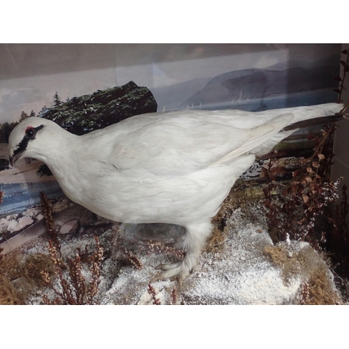 700 - An antique ebonised and glazed taxidermy Case displaying two Ptarmigan in winter plumage 2ft 2in W x... 