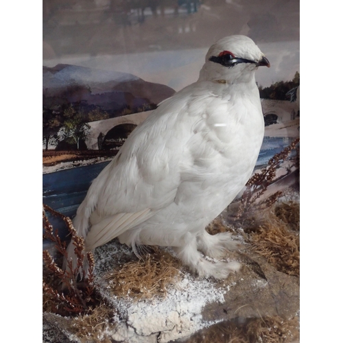 700 - An antique ebonised and glazed taxidermy Case displaying two Ptarmigan in winter plumage 2ft 2in W x... 