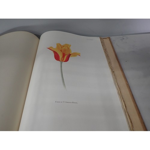 601 - DYKES W.R., Notes on Tulip Species, edit E. Katherine Dykes, into by Sir A. Daniel Hall, pub Herbert... 