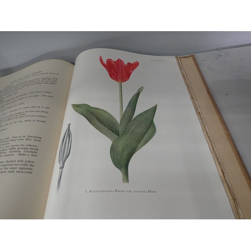 601 - DYKES W.R., Notes on Tulip Species, edit E. Katherine Dykes, into by Sir A. Daniel Hall, pub Herbert... 