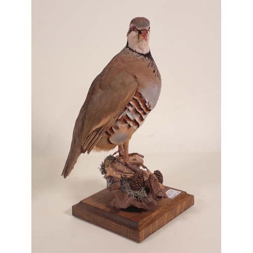 674 - A taxidermy Red-legged Partridge on stump base 12 1/2in H