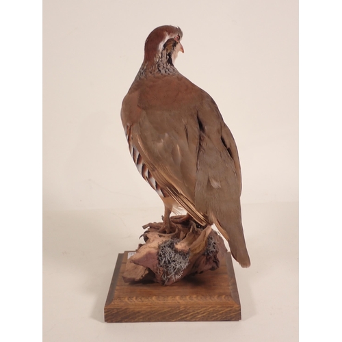 674 - A taxidermy Red-legged Partridge on stump base 12 1/2in H