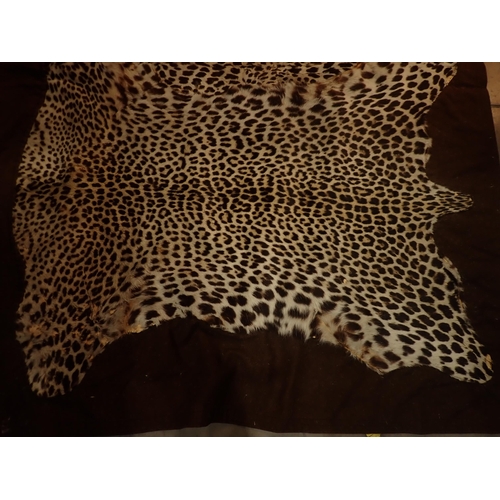 694 - A taxidermy Leopard Skin on felt backing 4ft 6in W x 4ft L approx