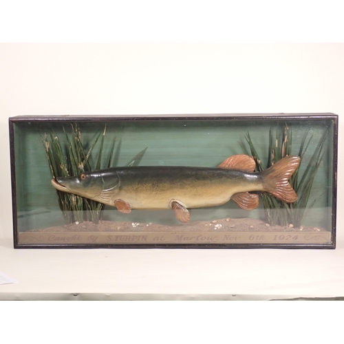 844 - An antique carved and painted Model of a Pike within an ebonised and glazed case with painted inscri... 