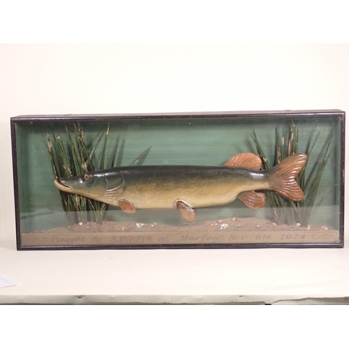 844 - An antique carved and painted Model of a Pike within an ebonised and glazed case with painted inscri... 