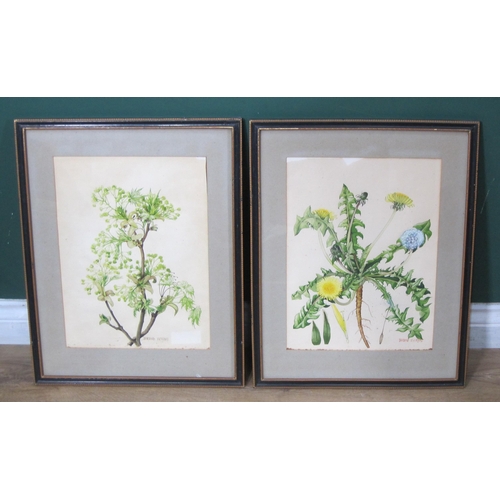 412 - BARBARA EVERARD. Study of Dandelions; and one other botanical subject by the same artist; three prin... 