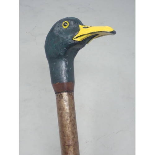 20 - A hazel Walking Stick with carved and painted drake Mallard handle 4ft 5in L