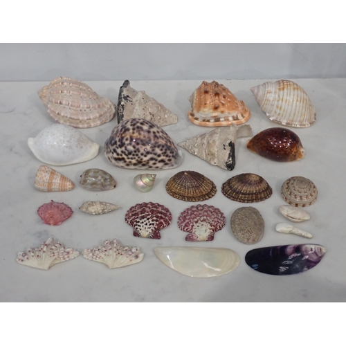 509 - A collection of Sea Shells