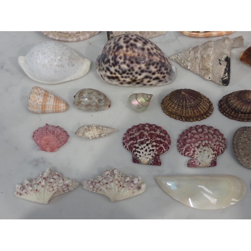 509 - A collection of Sea Shells