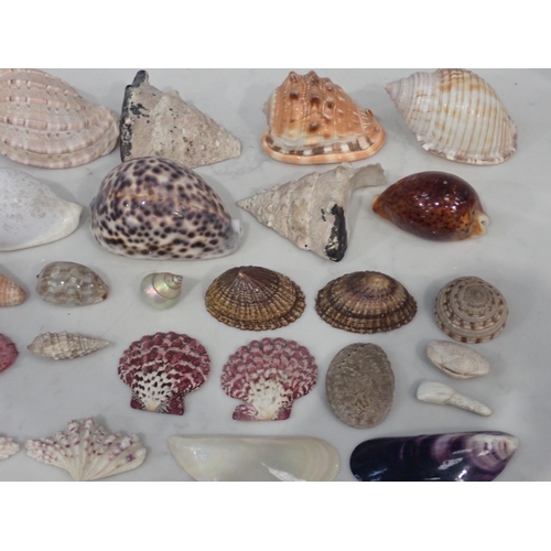 509 - A collection of Sea Shells