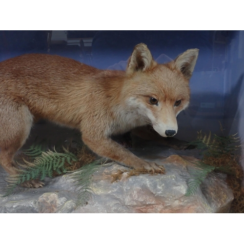 336 - A 19th Century taxidermy Case displaying a Fox  on naturalistic rocky base, bearing signature and da... 