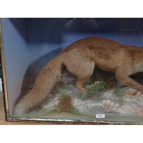 336 - A 19th Century taxidermy Case displaying a Fox  on naturalistic rocky base, bearing signature and da... 