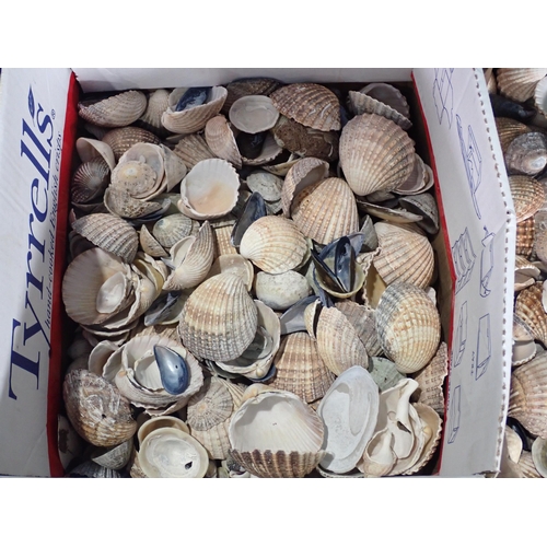 458 - Two boxes of Sea Shells