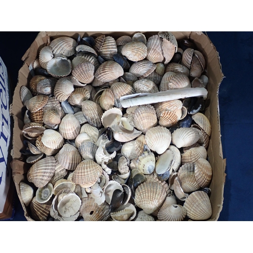 458 - Two boxes of Sea Shells