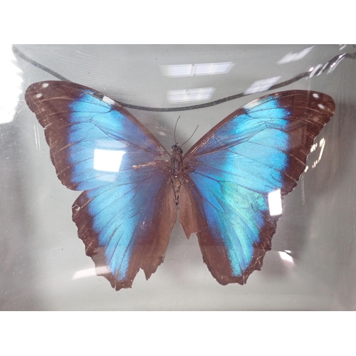 64 - Lepidoptera- An antique specimen of Morpho peleides in bubble glazed oak frame 10in W x 9in H