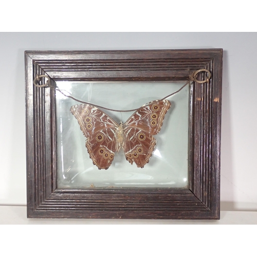 64 - Lepidoptera- An antique specimen of Morpho peleides in bubble glazed oak frame 10in W x 9in H